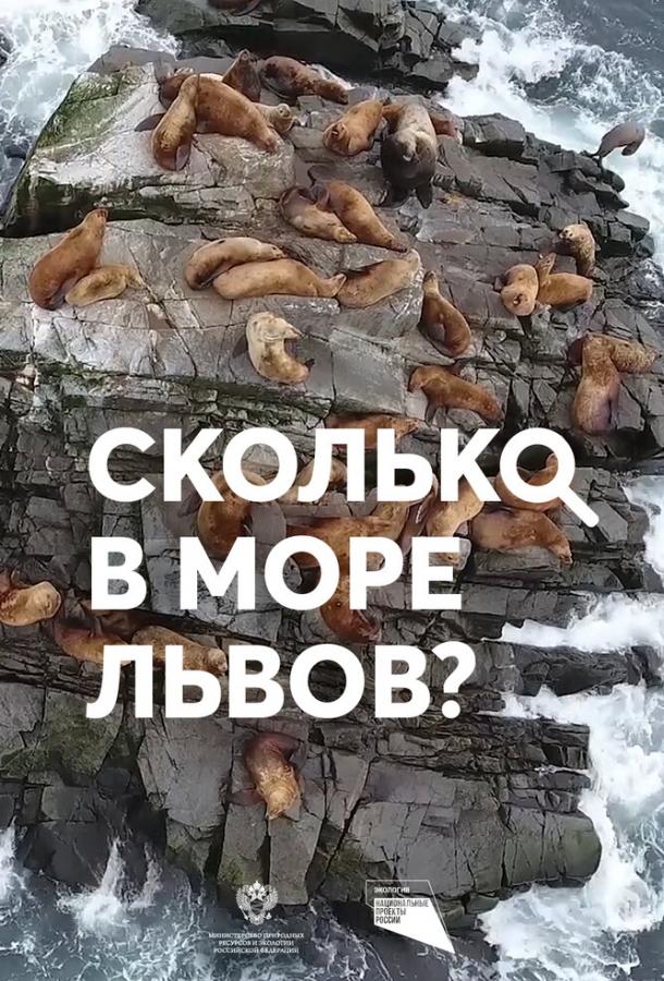 Сколько в море львов?