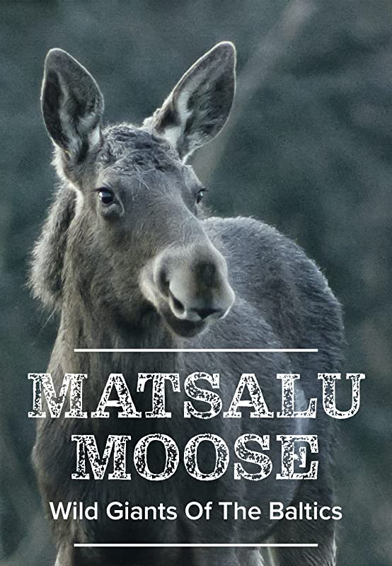 Матсалукские лоси. Гиганты Прибалтики / Matsalu Moose - Wild Giants of the Baltics / 2019