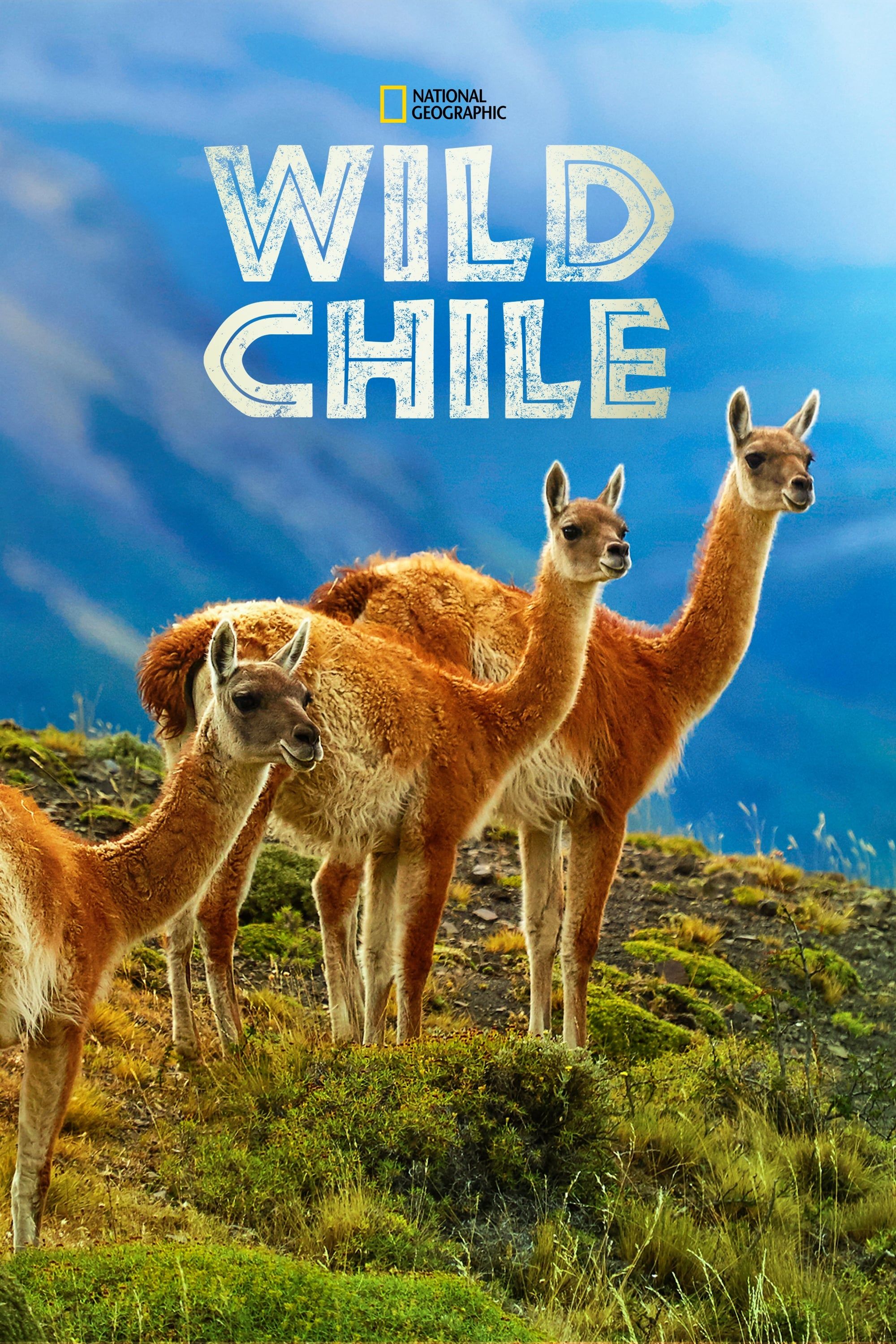 Дикая природа Чили / Wild Chile / 2018