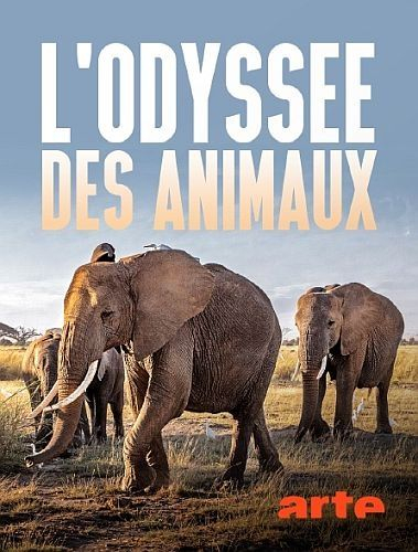 Одиссея животных / L'odyssée des animaux / 2022