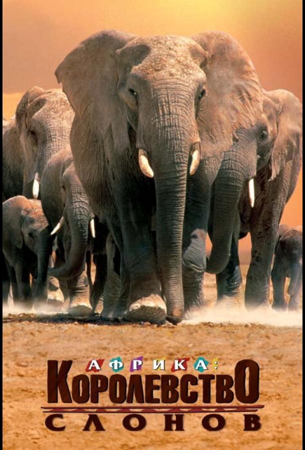 Африка — королевство слонов